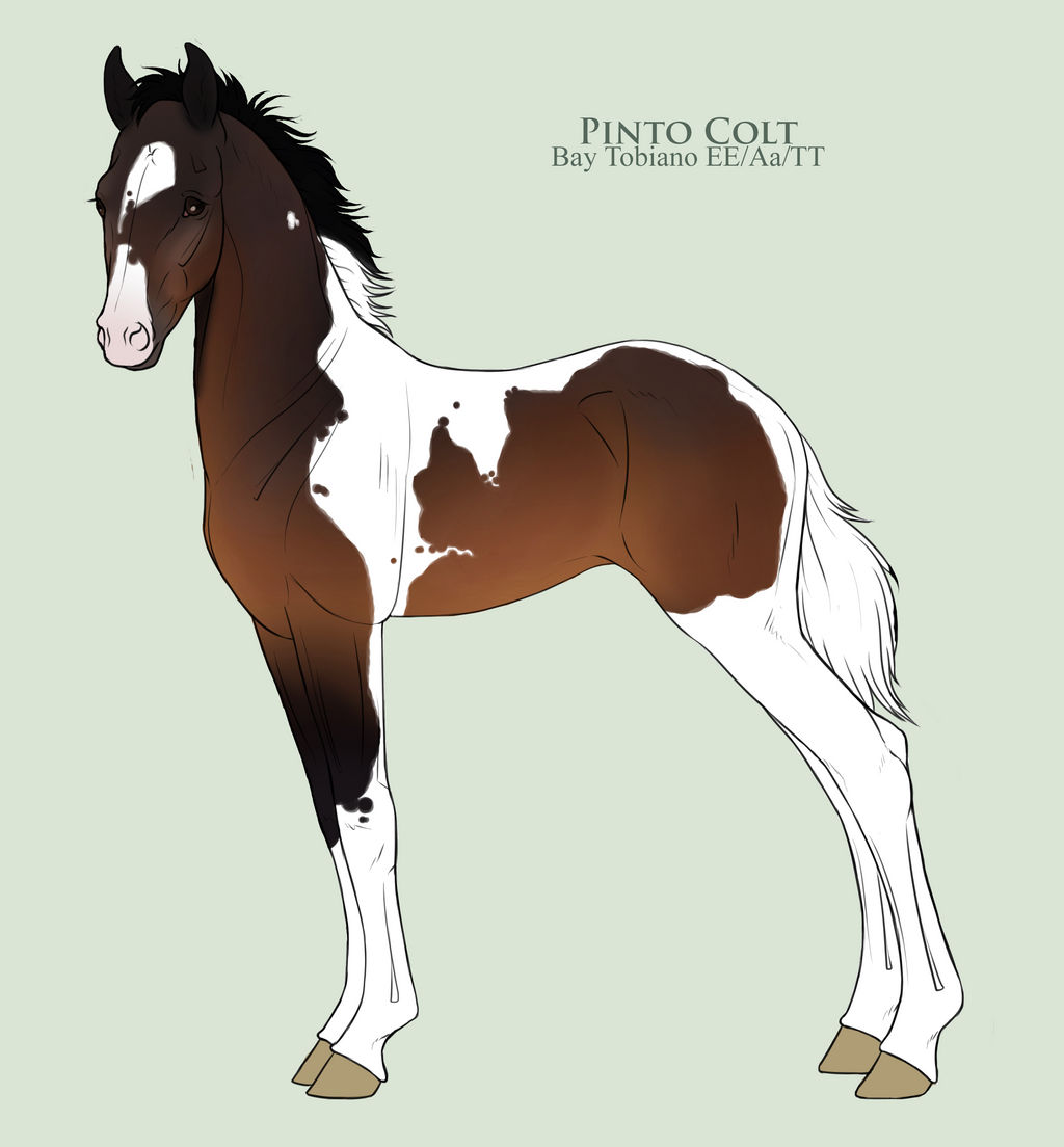 Starter Pinto Foal 1 - SOLD