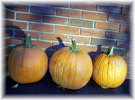 Pumpkins