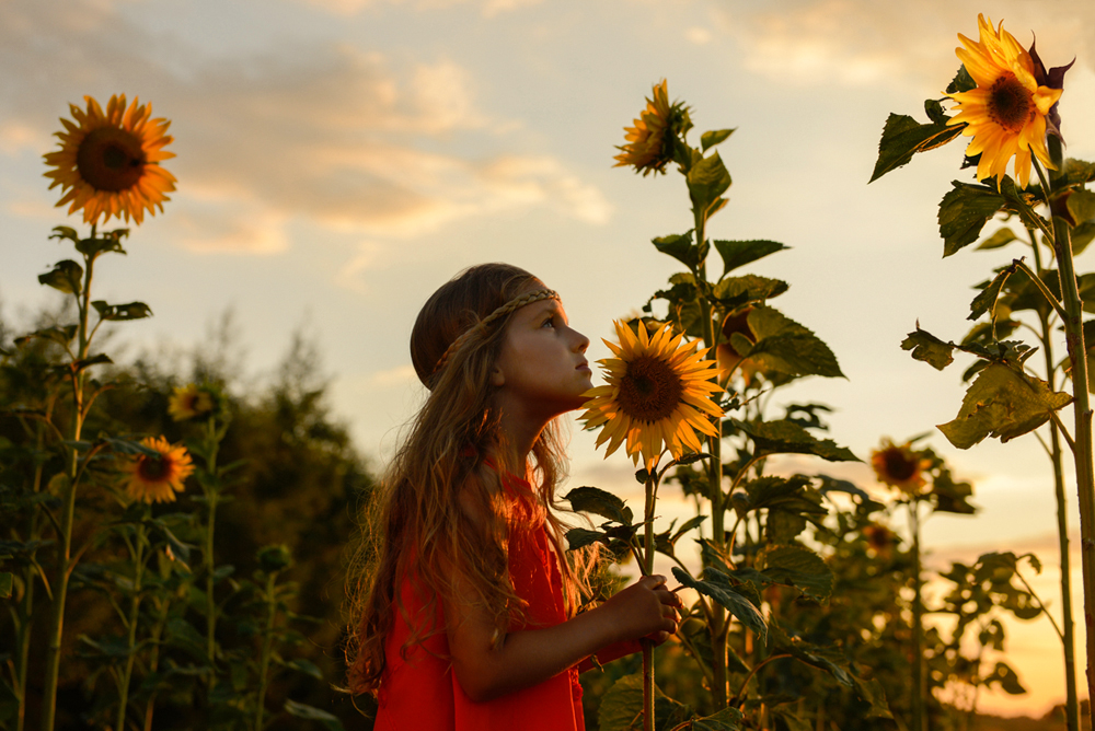 sunflowers