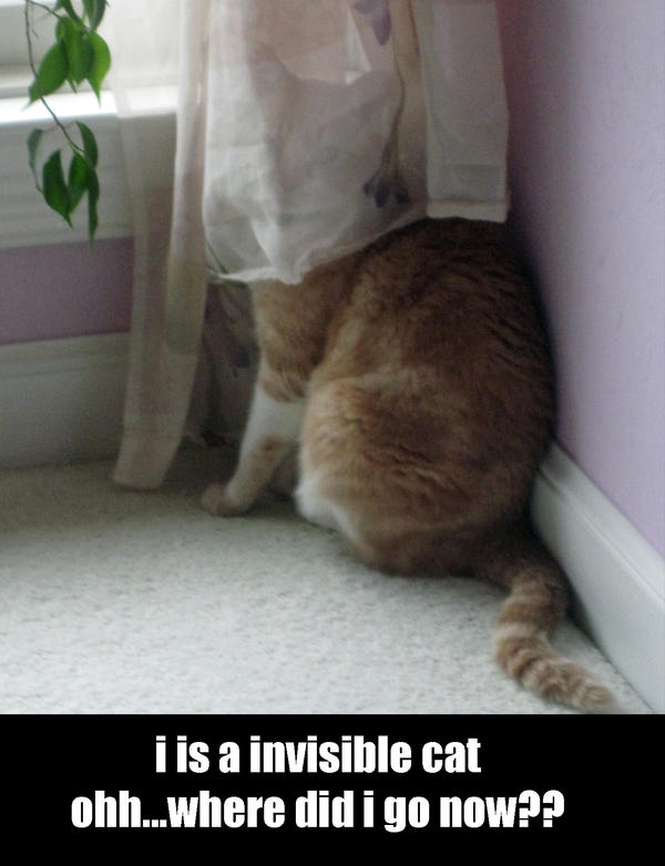 lol cats invisible cat