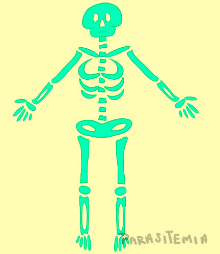 the anatomically correct skeleton by BOGBOUND on DeviantArt