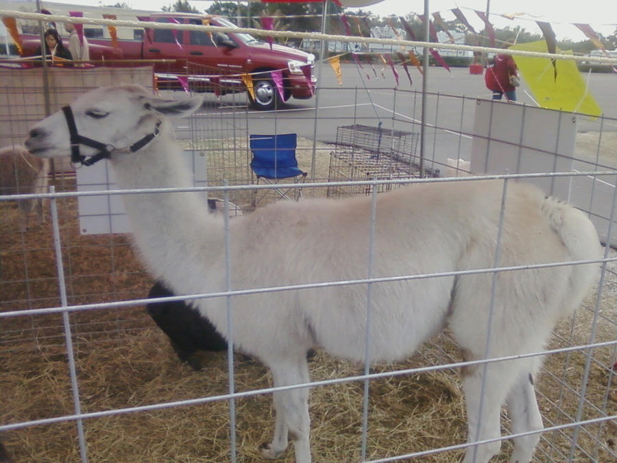 Got Llama?