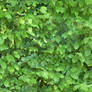 Tileable beech hedge