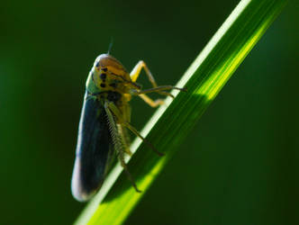 Grasshopper by HansBr