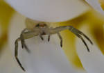 Crab spider by HansBr