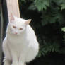 cat on window, rain