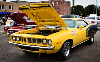 Cuda yellow