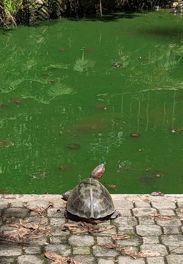 turtle butt. that is all