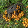 Mushroom Stump