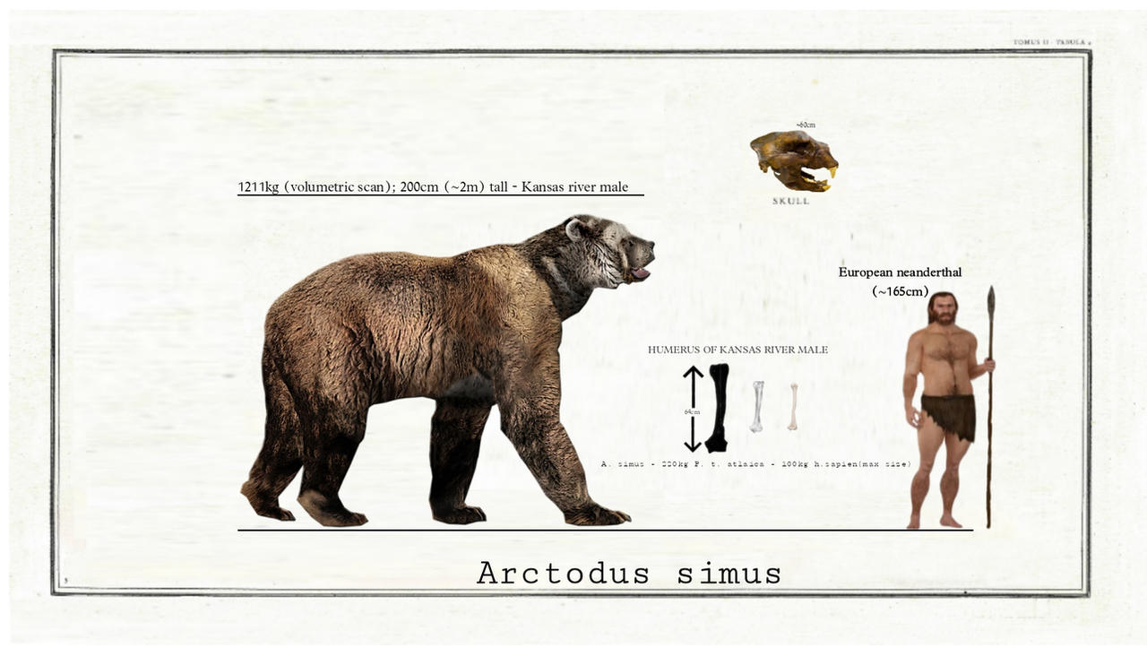 Largest Known Bear Arctodus Simus By TheModes On DeviantArt largest-known-bear-arctodus-simus-by-themodes-on-deviantart