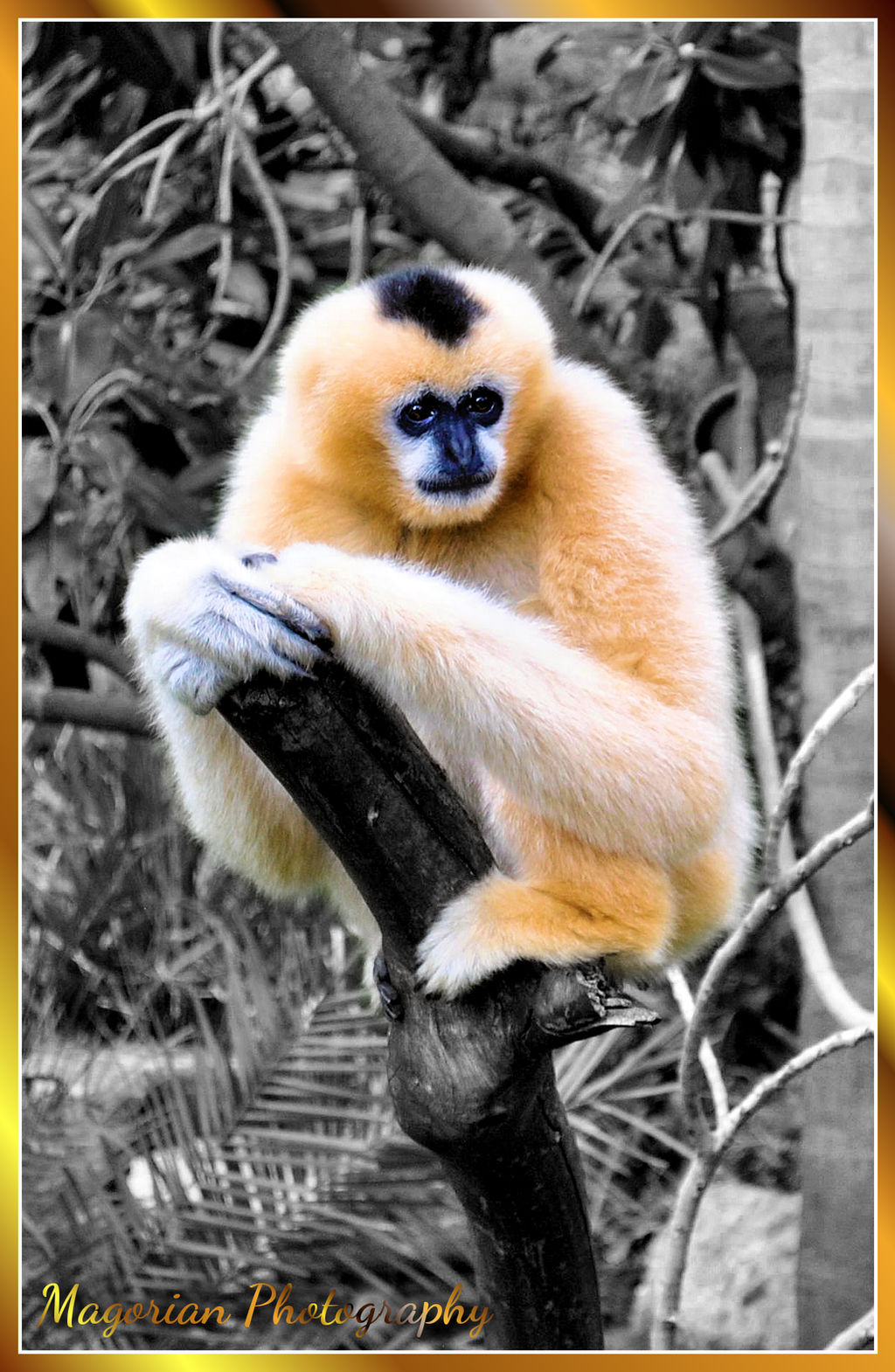 Yellow Cheeked Gibbon