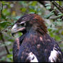 Wedge Tail eagle