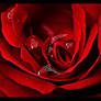 red rose