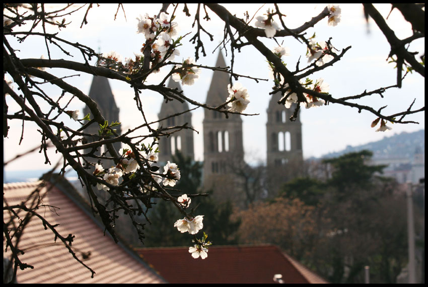 Blossoms.