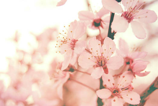 Blossoms