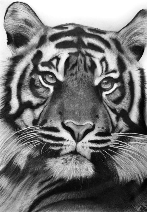 Just another tiger by kayleighmc on DeviantArt
