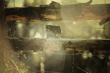 Nature by Silence-in-your-head
