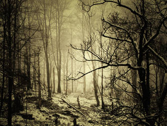 Nature by Silence-in-your-head