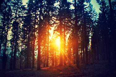 Nature by Silence-in-your-head