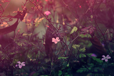 Nature by Silence-in-your-head