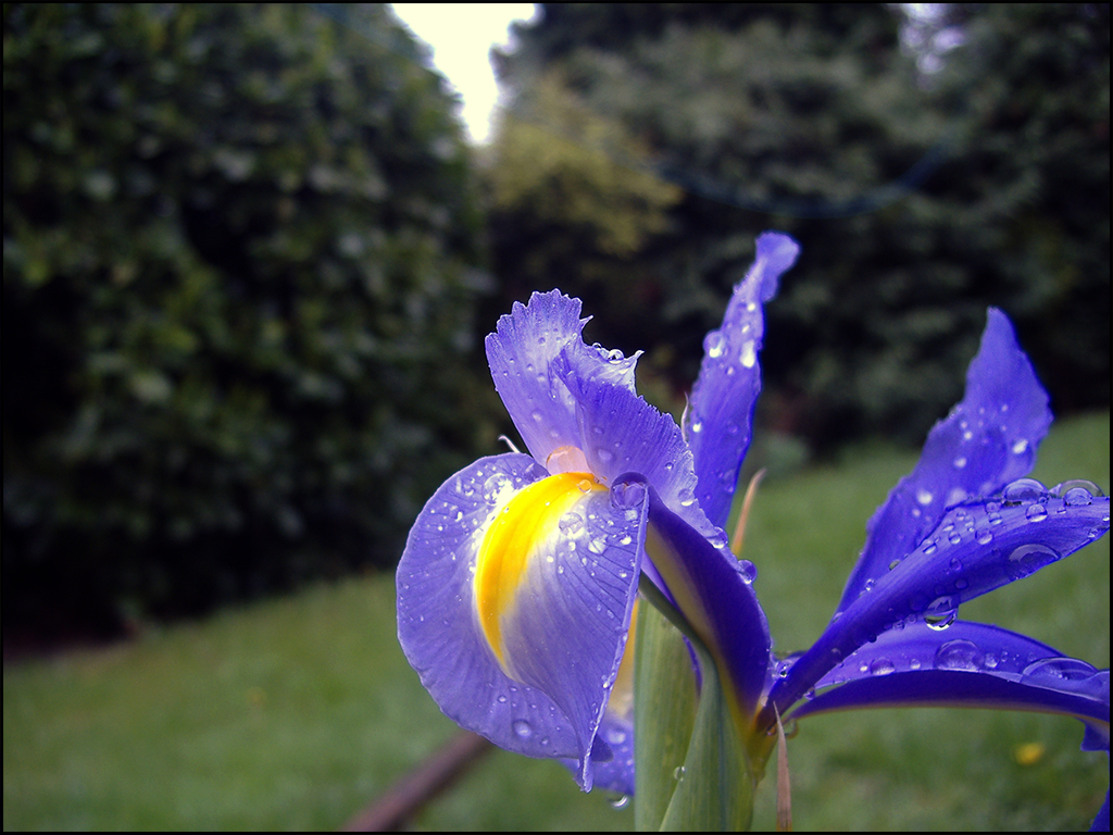 Iris 1