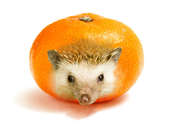 hedgeorange