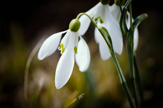 Snowdrop