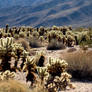 Joshua Tree Chollas