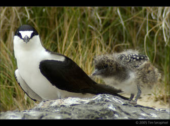 Lord Howe Island - Sooty Tern