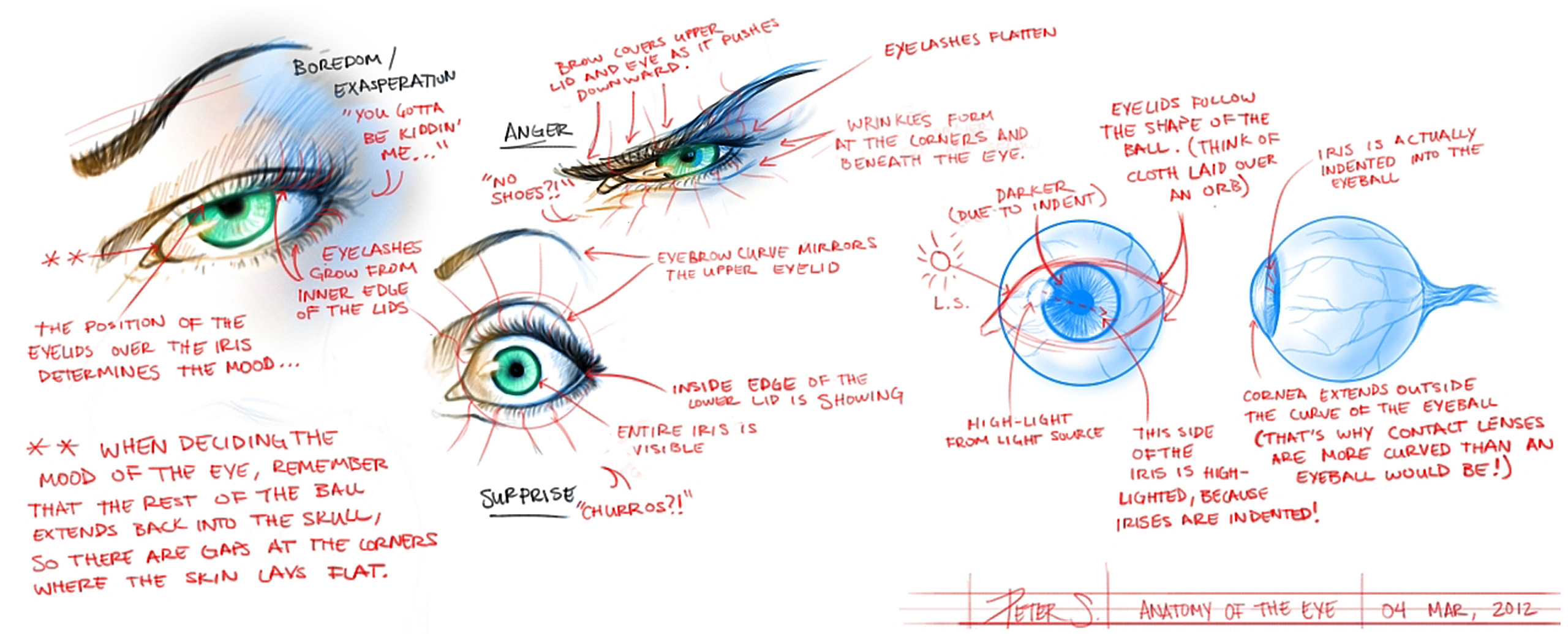 Eye anatomy study by TheWizpir on DeviantArt