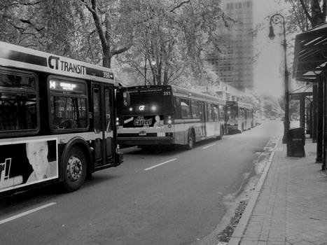 Buses in New Haven