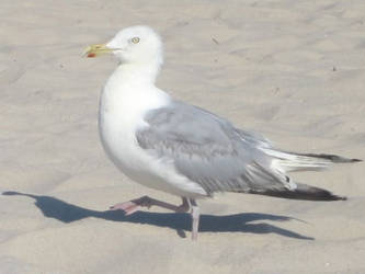 Seagull