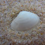 Shell Close Up