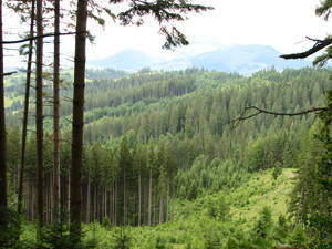 Carpathians