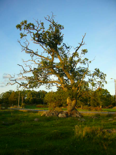 beautiful tree