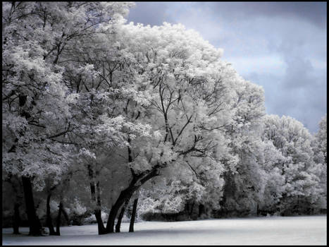 Cotton Trees