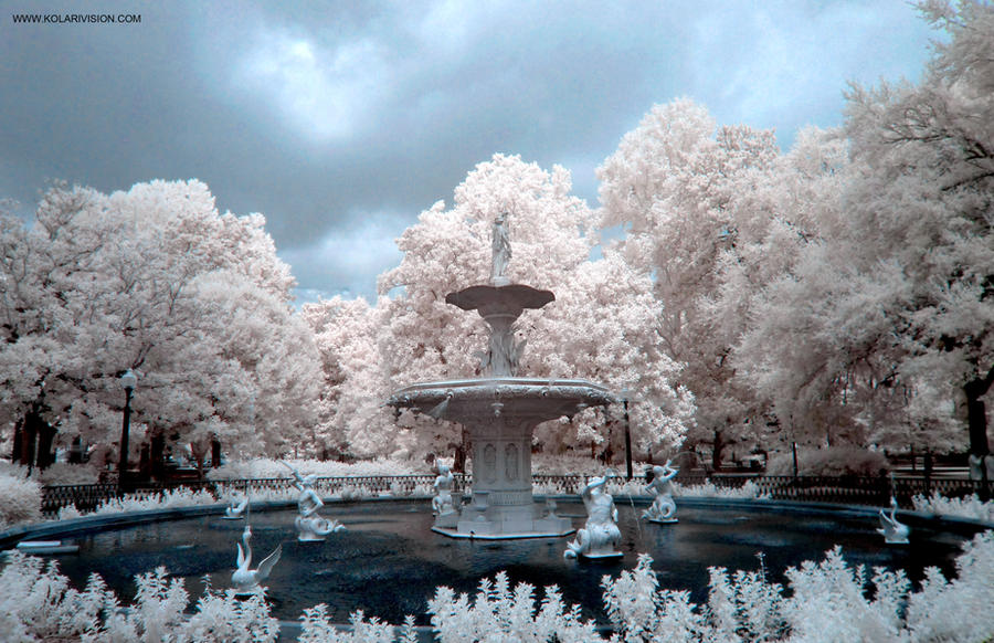 Silky Tree Infrared