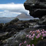 Thrift - Armeria maritima