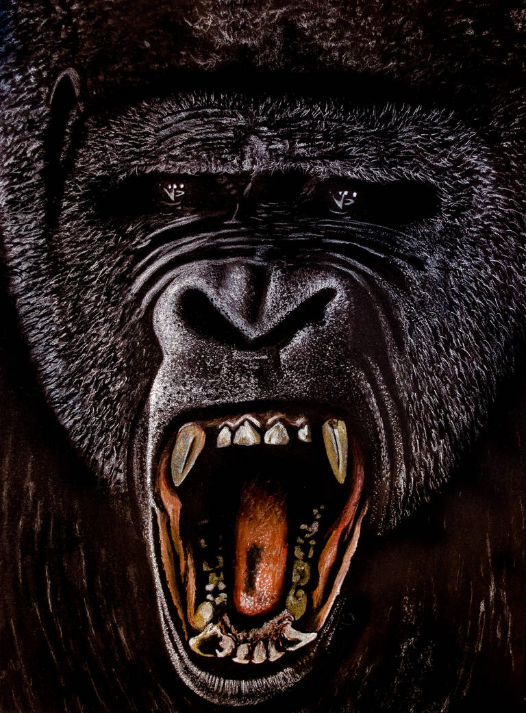 Silverback Gorilla Charcoal Drawing by CaseyNealArtwork on DeviantArt