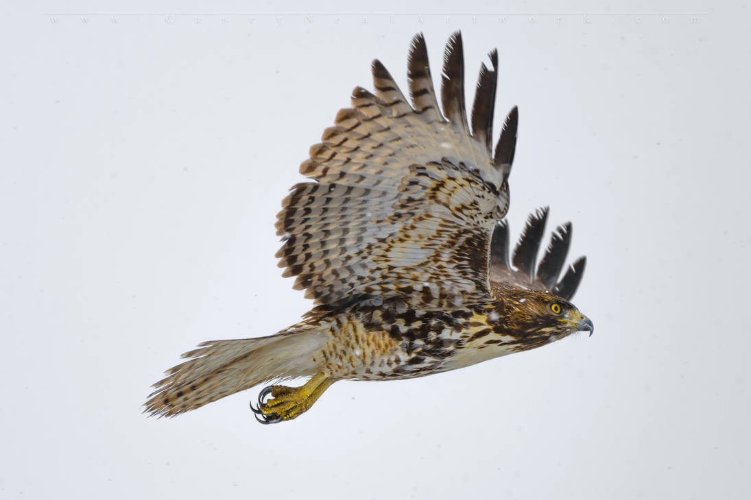 Hawk In Flight by CaseyNealArtwork on DeviantArt