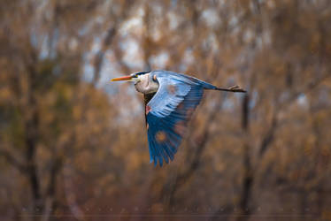 The Great Blue Heron