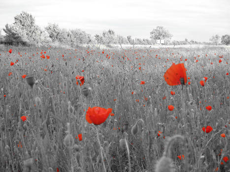 Midsummer poppies