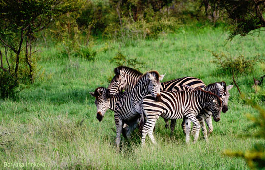 Zebra gatering