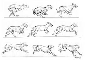 Greyhound running 2