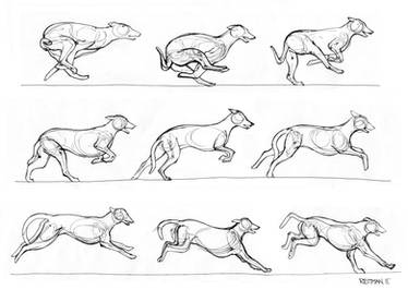 Greyhound running 2
