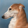 Sighthound in Profile revised