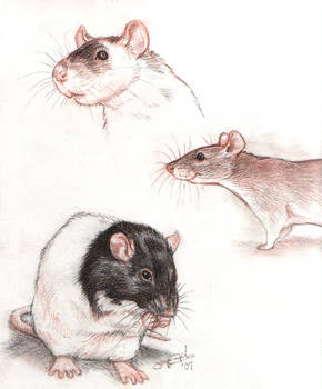 Rats from the sketchbook.