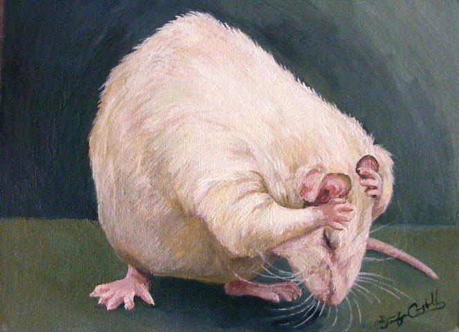 White Rat, Grooming