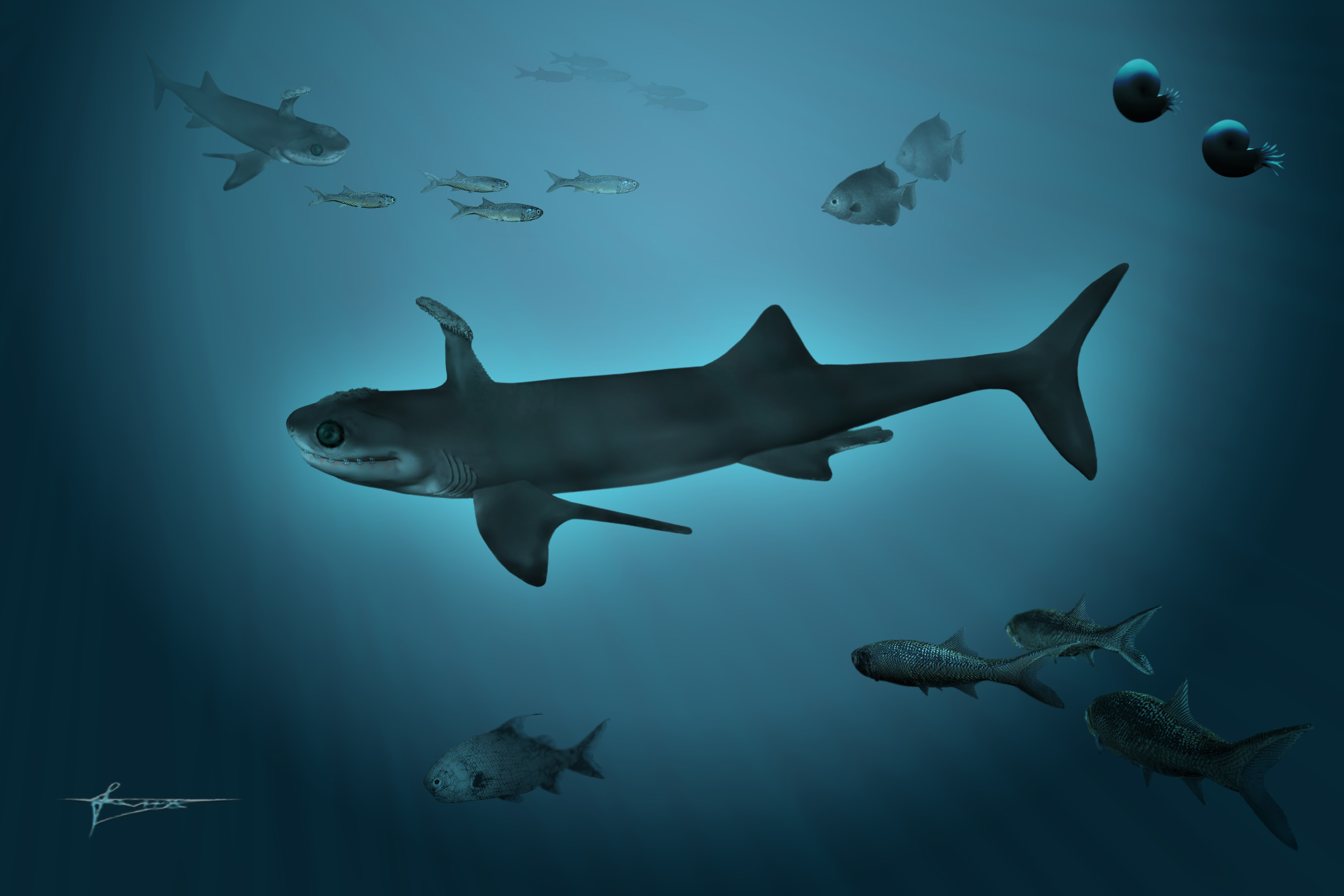 The Paleozoic shark Orestiacanthus fergusi