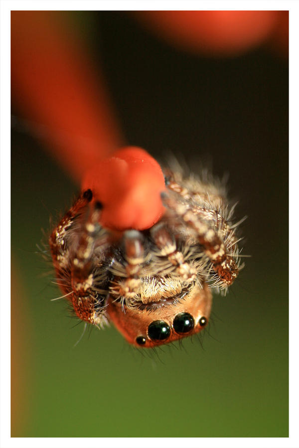 Spider On a Bud by emanesque